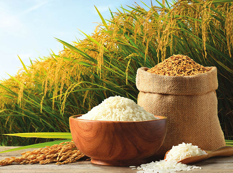 Growth in Agriculture